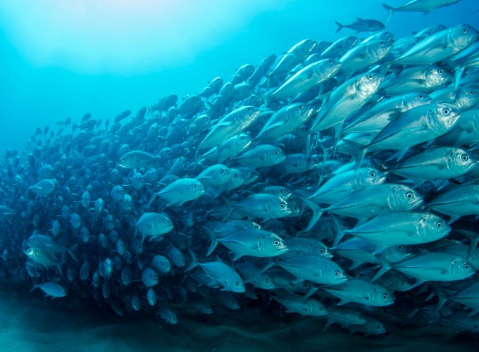 Wallpaper fish, underwater, diving, sea, ocean, 5K, Animals 595198644